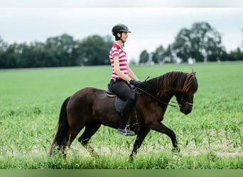 Islandpferd, Stute, 11 Jahre, 142 cm, Rappe