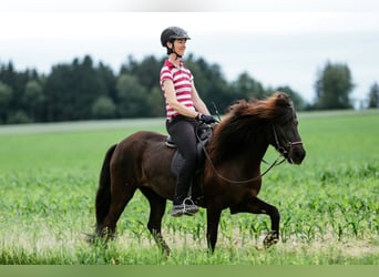 Islandpferd, Stute, 11 Jahre, 142 cm, Rappe