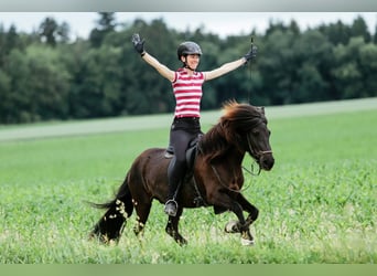 Islandpferd, Stute, 11 Jahre, 142 cm, Rappe