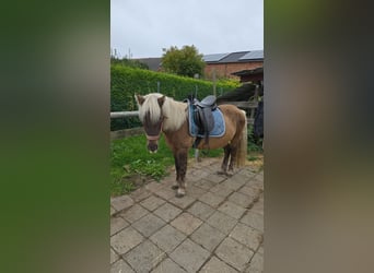 Islandpferd, Stute, 11 Jahre, 143 cm