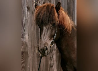 Islandpferd, Stute, 11 Jahre, 143 cm, Rappe