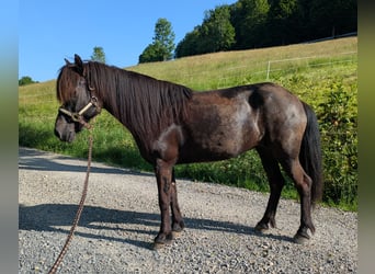 Islandpferd, Stute, 11 Jahre, 144 cm, Rappe