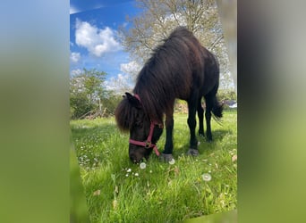 Islandpferd, Stute, 11 Jahre, 144 cm, Rappe