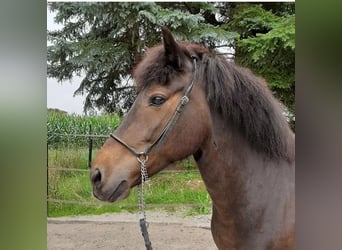 Islandpferd, Stute, 11 Jahre, 145 cm, Brauner