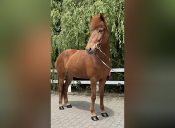 Islandpferd, Stute, 11 Jahre, 145 cm, Fuchs