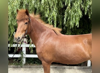 Islandpferd, Stute, 11 Jahre, 145 cm, Fuchs