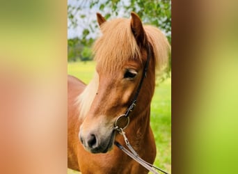 Islandpferd, Stute, 11 Jahre, 145 cm, Fuchs