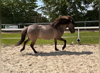 Islandpferd, Stute, 11 Jahre, 145 cm, Grullo