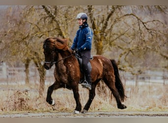 Islandpferd, Stute, 11 Jahre, 145 cm, Rappe