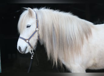 Islandpferd, Stute, 11 Jahre, 146 cm, Schimmel