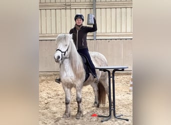 Islandpferd, Stute, 11 Jahre, 146 cm, Schimmel