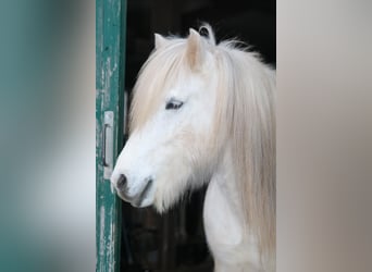 Islandpferd, Stute, 11 Jahre, 146 cm, Schimmel