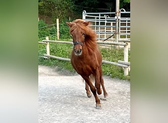 Islandpferd, Stute, 11 Jahre, 149 cm, Dunkelfuchs