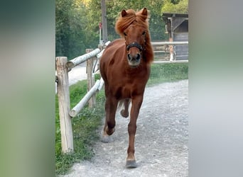 Islandpferd, Stute, 11 Jahre, 150 cm, Dunkelfuchs