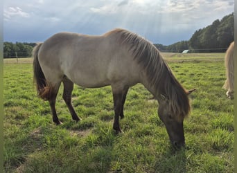 Islandpferd, Stute, 11 Jahre, Falbe