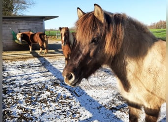 Islandpferd, Stute, 11 Jahre, Falbe