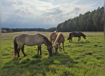 Islandpferd, Stute, 11 Jahre, Falbe