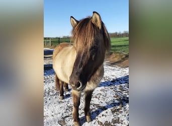 Islandpferd, Stute, 11 Jahre, Falbe