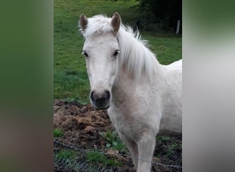 Islandpferd, Stute, 11 Jahre