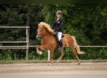 Islandpferd, Stute, 11 Jahre, Fuchs