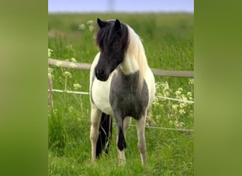 Islandpferd, Stute, 11 Jahre, Schecke