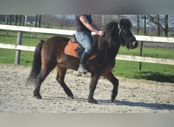 Islandpferd, Stute, 12 Jahre, 130 cm, Brauner