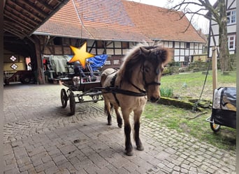 Islandpferd, Stute, 12 Jahre, 135 cm, Falbe