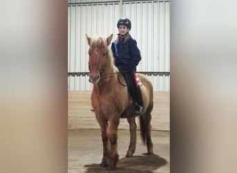 Islandpferd, Stute, 12 Jahre, 135 cm, Falbe