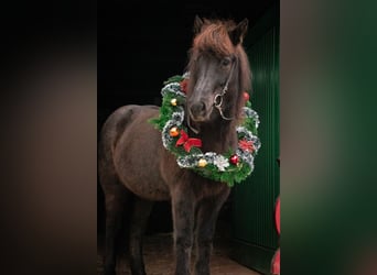 Islandpferd, Stute, 12 Jahre, 135 cm, Rappe