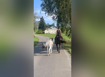 Islandpferd, Stute, 12 Jahre, 135 cm, Schecke