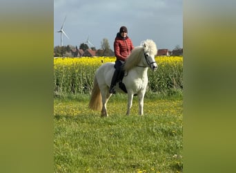 Islandpferd, Stute, 12 Jahre, 135 cm, Schimmel