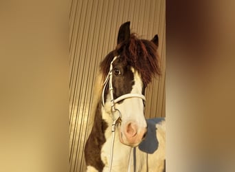 Islandpferd, Stute, 12 Jahre, 136 cm, Schecke