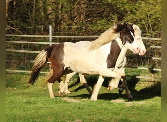 Islandpferd, Stute, 12 Jahre, 136 cm, Schecke