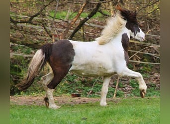 Islandpferd, Stute, 12 Jahre, 136 cm, Schecke