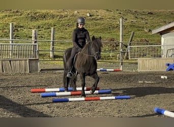 Islandpferd, Stute, 12 Jahre, 137 cm, Rappe