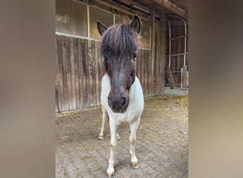Islandpferd, Stute, 12 Jahre, 137 cm, Schecke