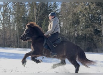 Islandpferd, Stute, 12 Jahre, 138 cm, Brauner