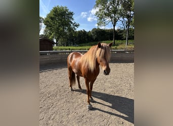 Islandpferd, Stute, 12 Jahre, 138 cm, Fuchs