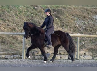Islandpferd, Stute, 12 Jahre, 138 cm, Rappe