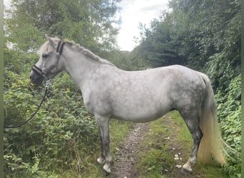 Islandpferd, Stute, 12 Jahre, 138 cm, Schimmel