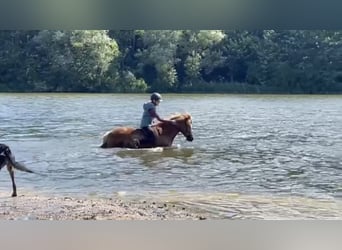 Islandpferd, Stute, 12 Jahre, 139 cm, Fuchs