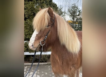 Islandpferd, Stute, 12 Jahre, 139 cm, Fuchs