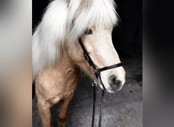 Islandpferd, Stute, 12 Jahre, 139 cm, Palomino