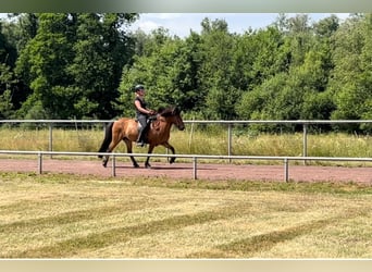 Islandpferd, Stute, 12 Jahre, 140 cm, Brauner