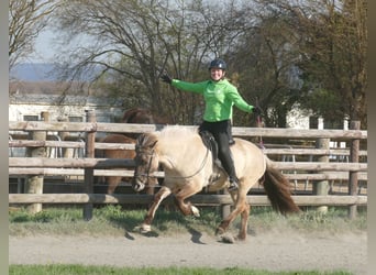 Islandpferd, Stute, 12 Jahre, 140 cm, Falbe