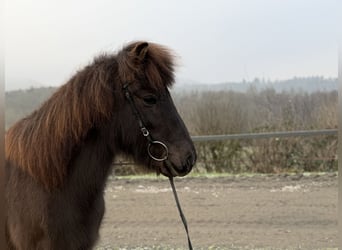 Islandpferd, Stute, 12 Jahre, 140 cm, Rappe