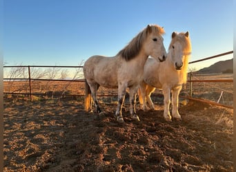 Islandpferd, Stute, 12 Jahre, 140 cm, Schimmel