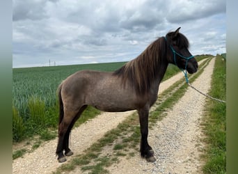 Islandpferd, Stute, 12 Jahre, 141 cm, Falbe