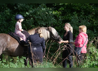 Islandpferd, Stute, 12 Jahre, 141 cm