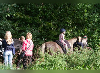 Islandpferd, Stute, 12 Jahre, 141 cm